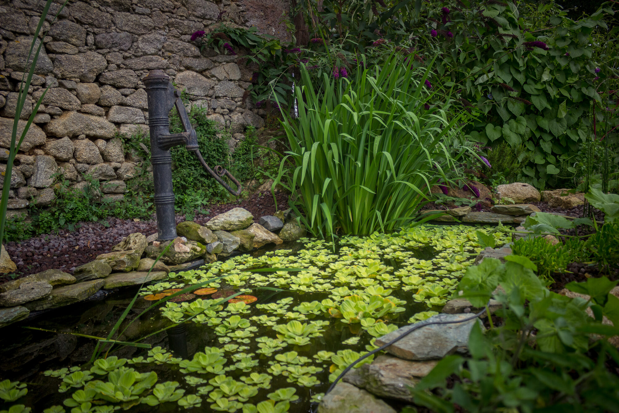 Le potager du domaine